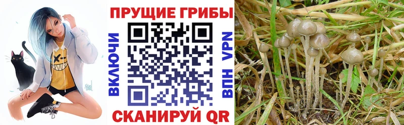 Псилоцибиновые грибы Psilocybe  Сунжа 
