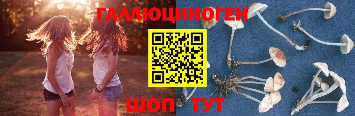 купить наркотики цена  Галлюциногенные грибы GOLDEN TEACHER  Вход с VPN  Сунжа 